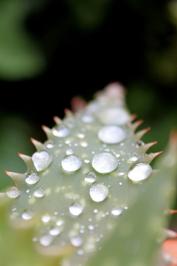 Aloe Vera 2