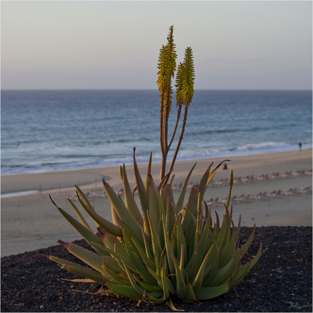 Aloe Vera