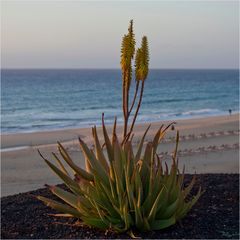 Aloe Vera