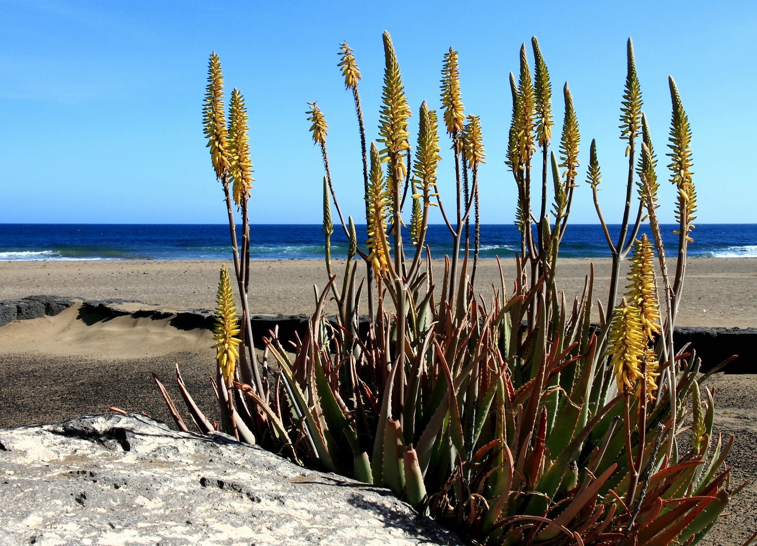 Aloe Vera