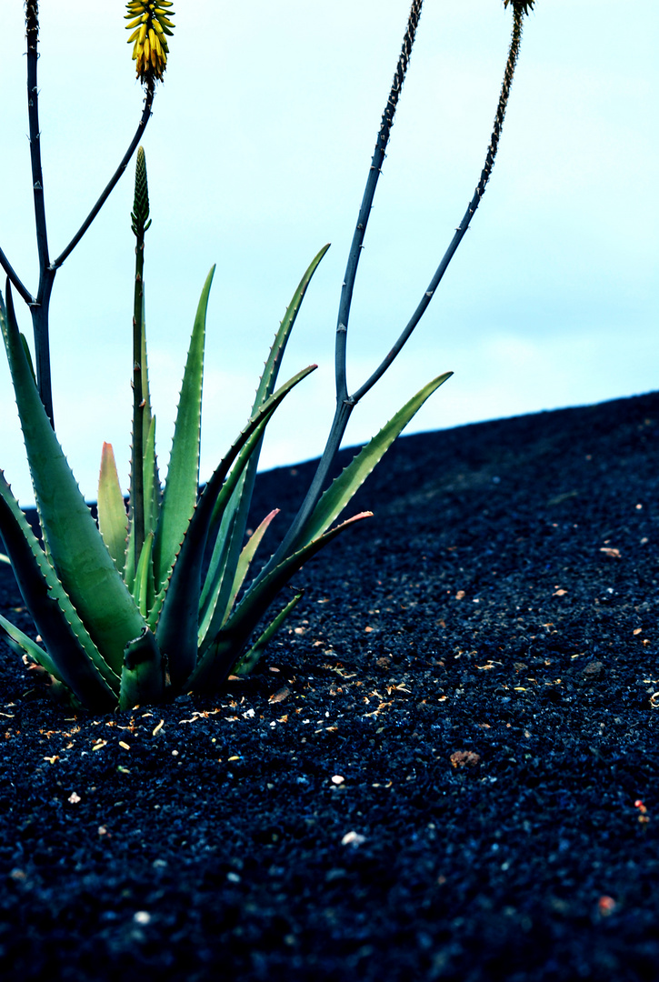 Aloe Vera