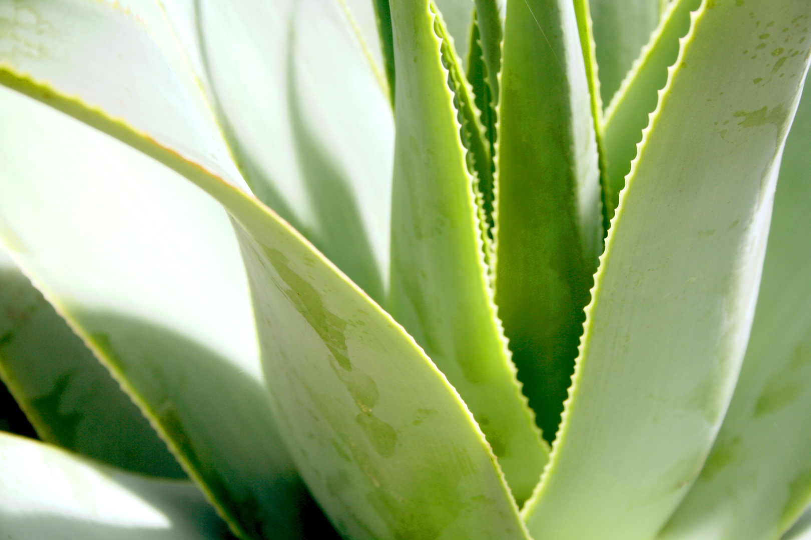 aloe vera