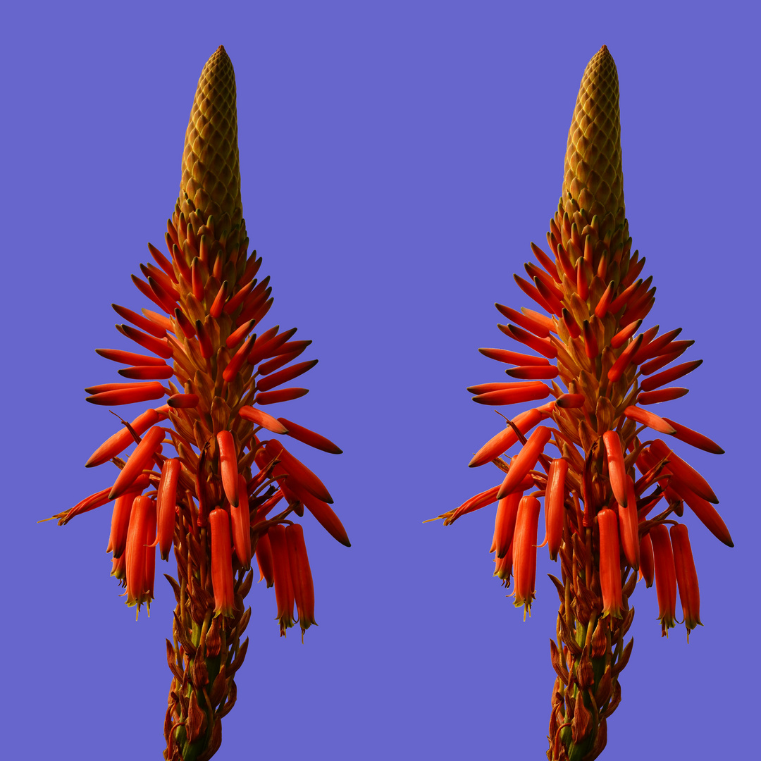 Aloe Vera (3D-X-View) Foto & Bild | spezial, blumen, blüte ...