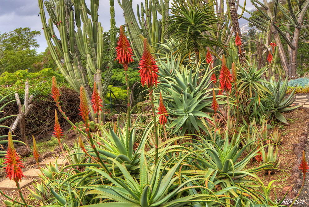 Aloe vera