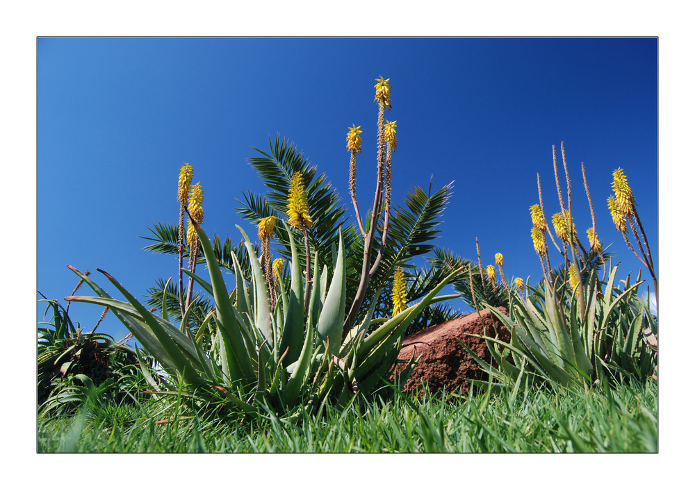 Aloe Vera