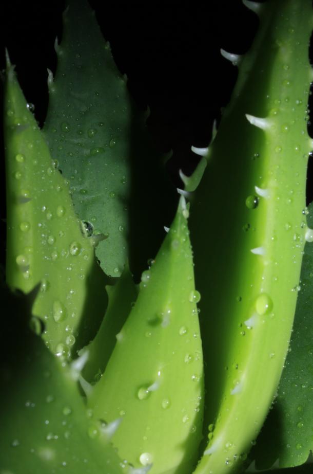 Aloe Vera