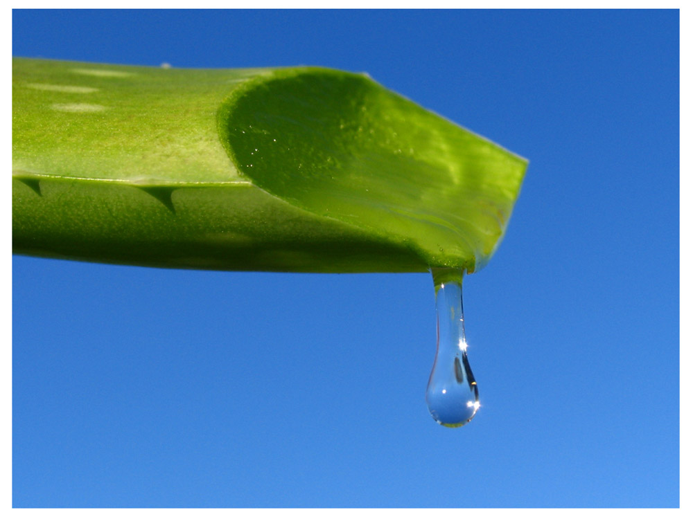 Aloe Vera Anschnitt - Ich weiß, das ist kein Kaktus, sondern eine Wüstenlilie aber egal...