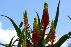 Aloe Vera  Artenvielfalt 2018 22. Mai 2018 in der Welt