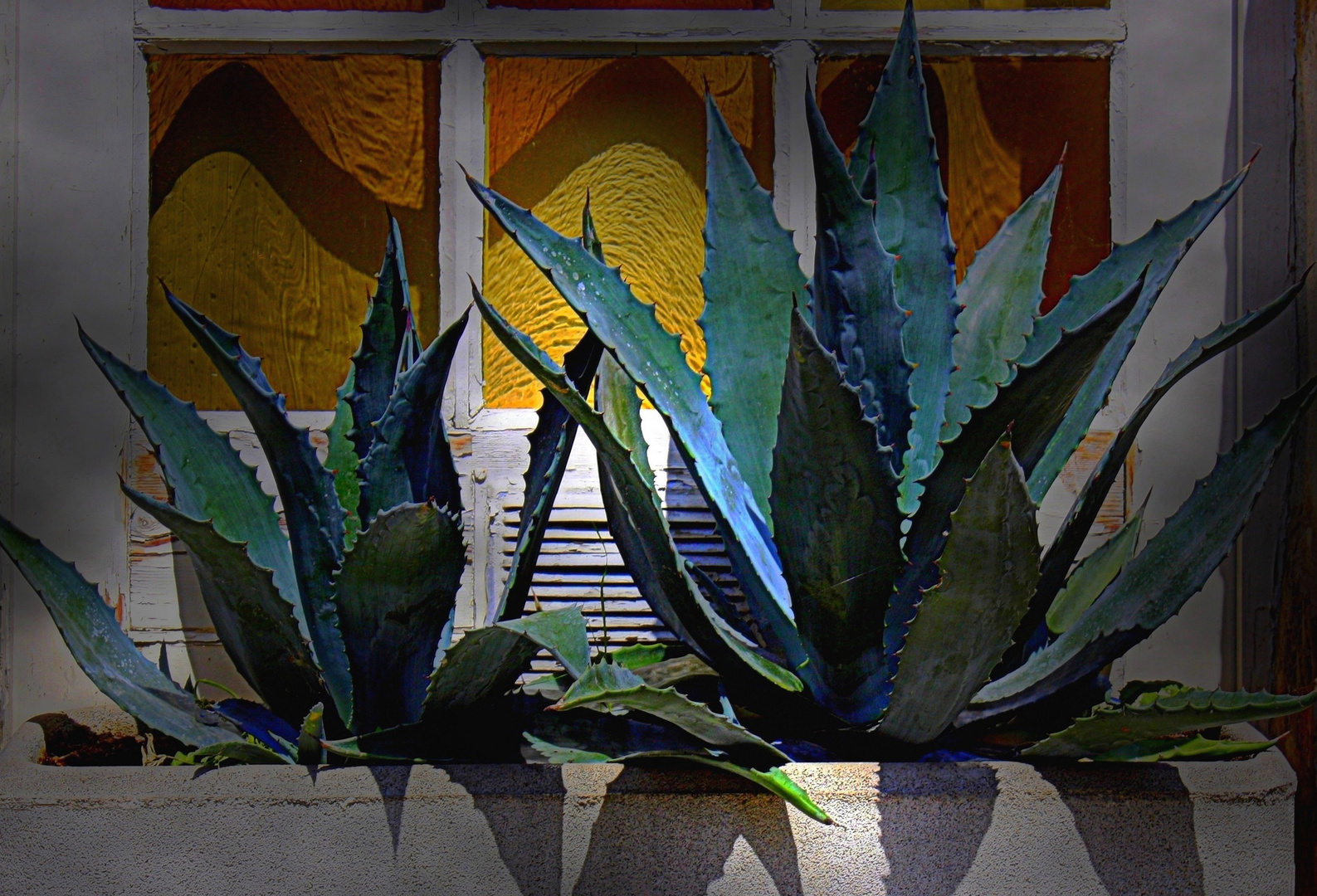 Aloe Vera au bord d'une fenêtre (merci à ceux qui m'ont soufflé le nom!)