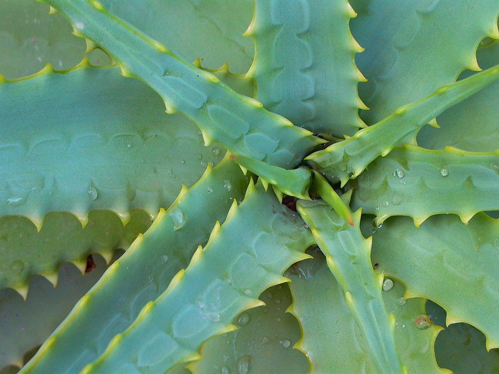 Aloe Vera by Robert Johnson 