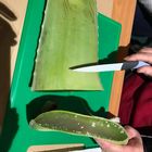 Aloe Vera Bio