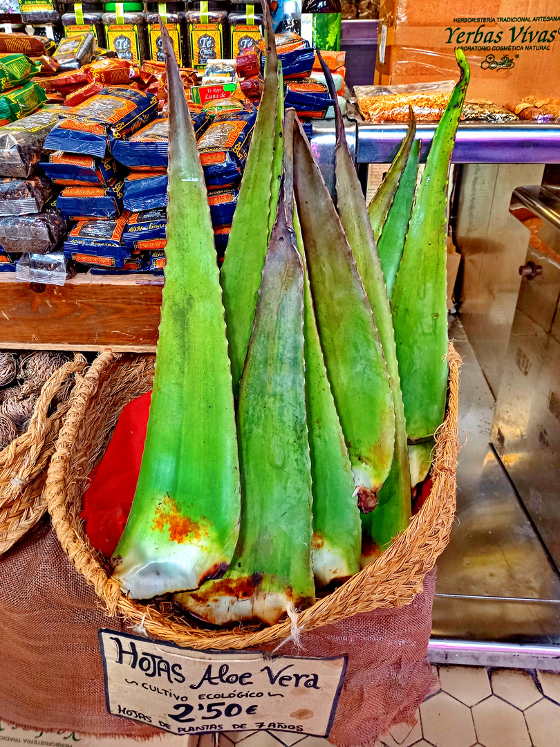 Aloe Vera Blätter