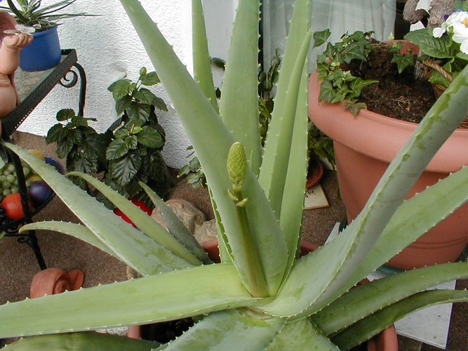 Aloe Vera blüht auf...... Foto & Bild | pflanzen, pilze & flechten ...