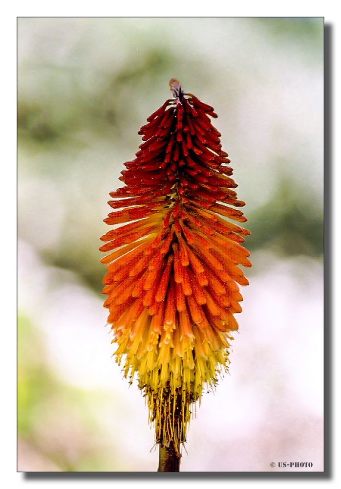 Aloe Vera Blüte 