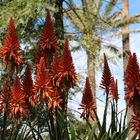 Aloe Vera Blüte