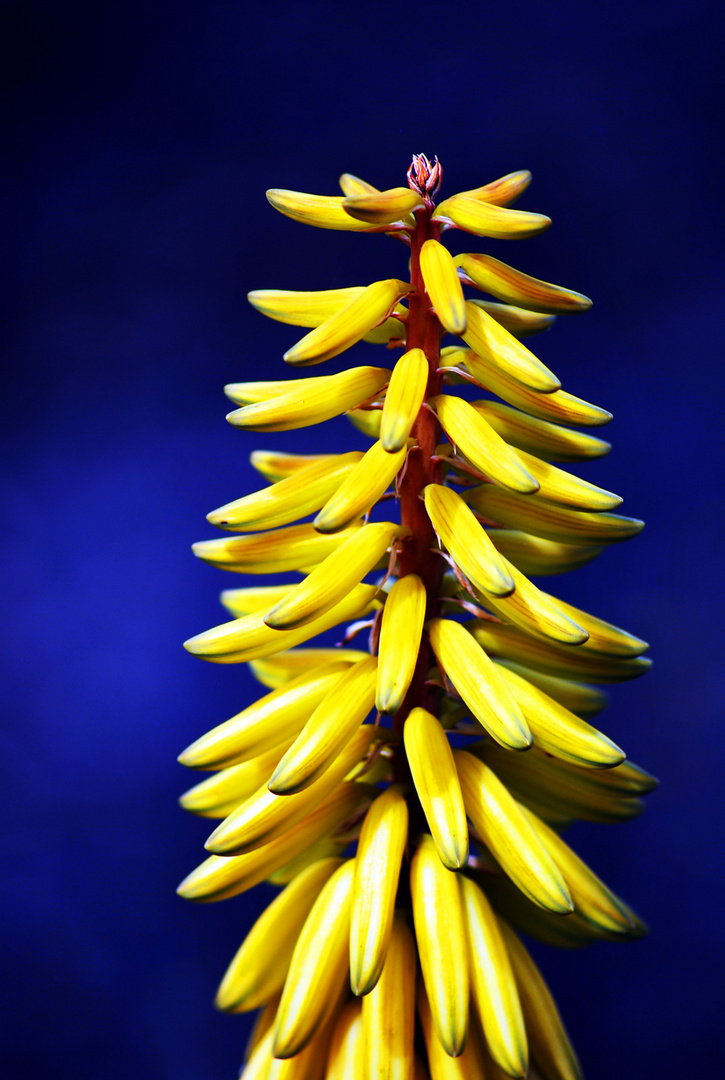 Aloe Vera Blüte