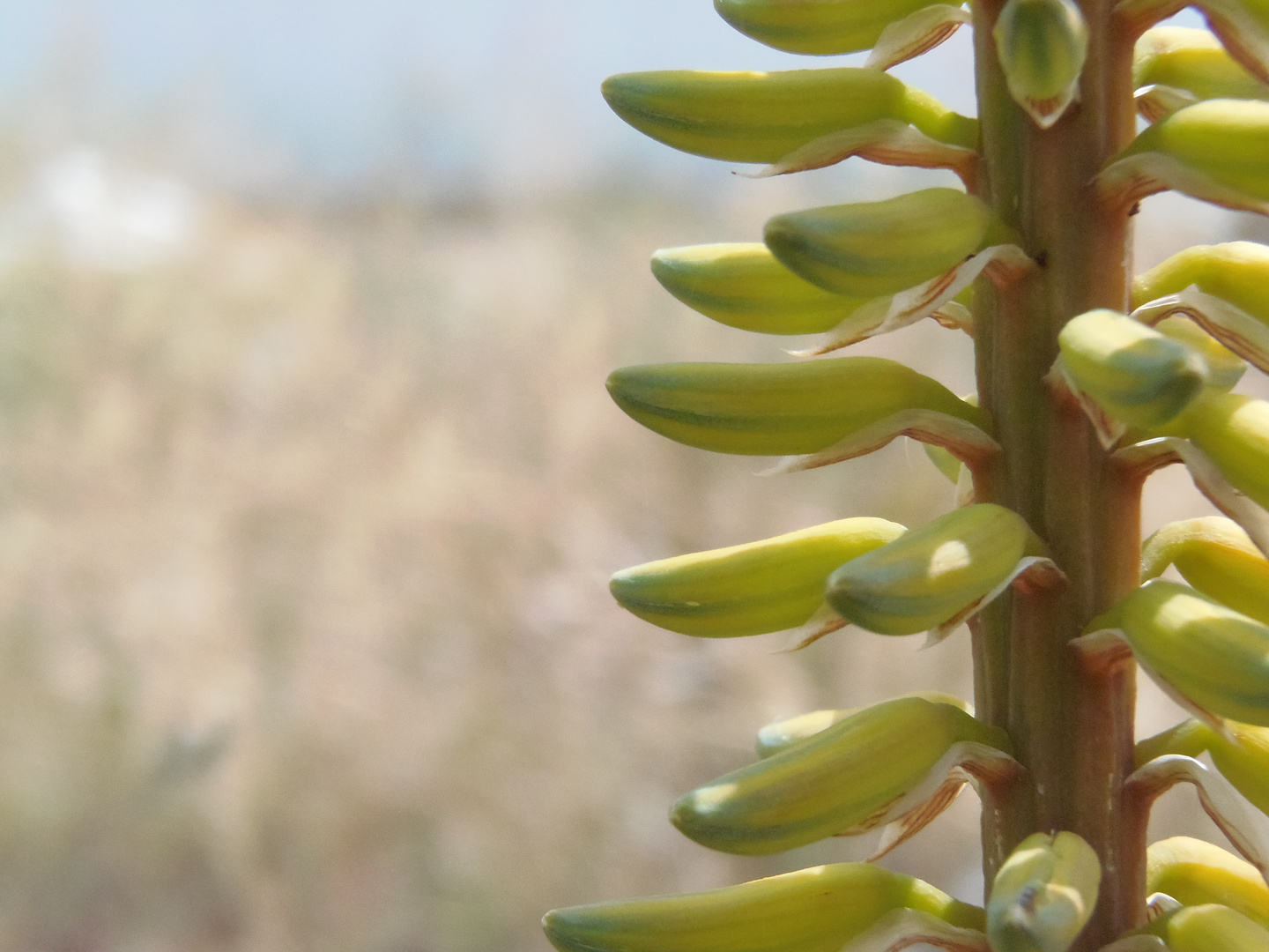 Aloe Vera Blüte