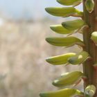 Aloe Vera Blüte