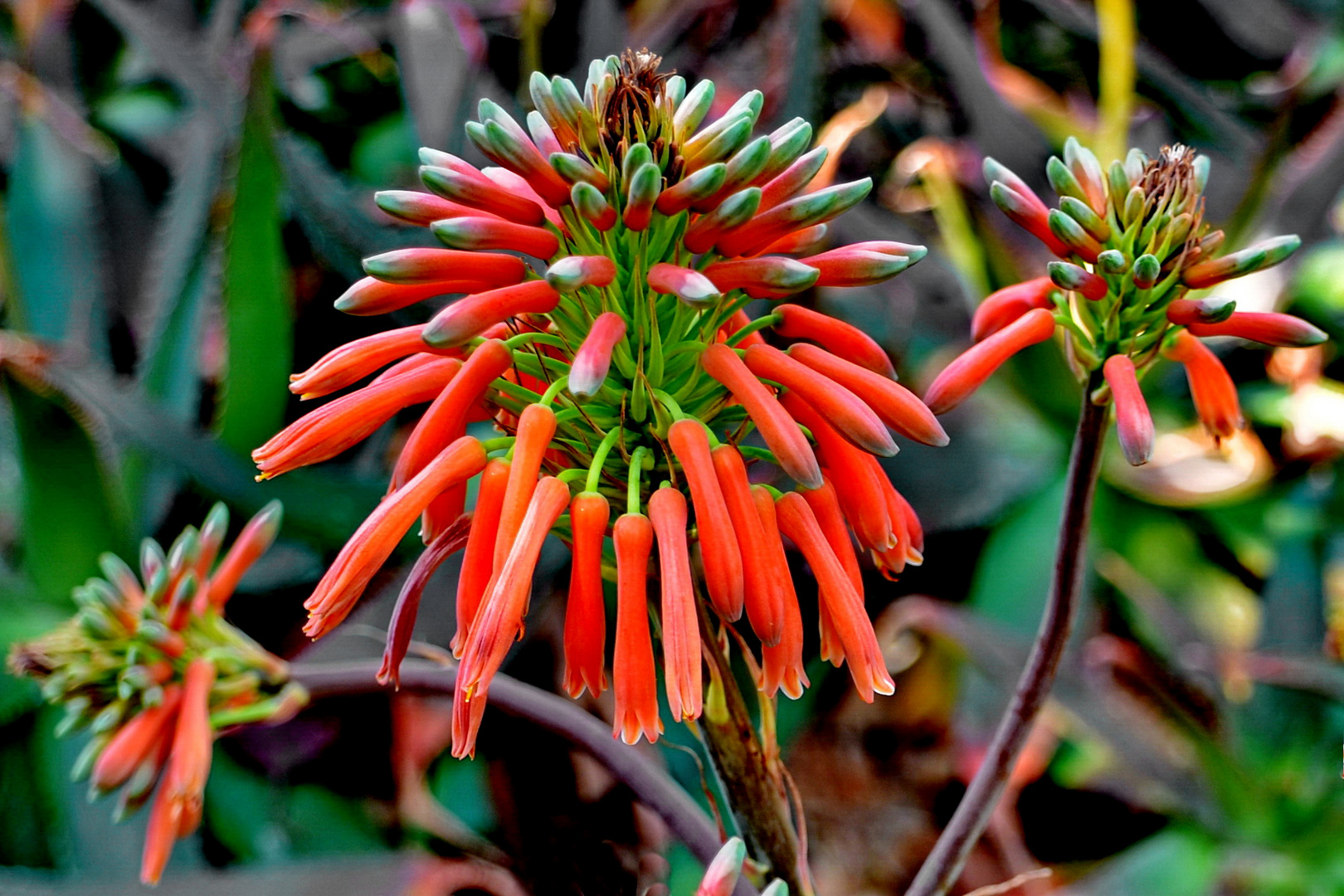 Aloe Vera Blume