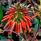 Aloe Vera Blume