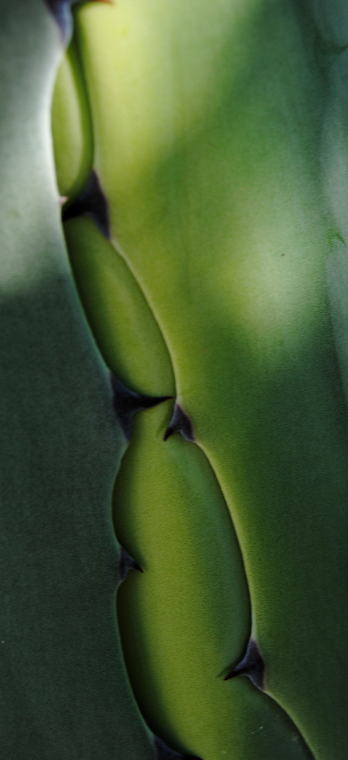 aloe vera