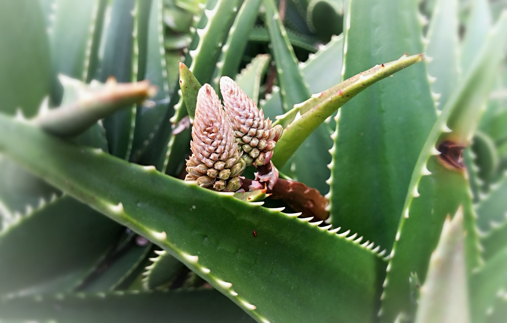 Aloe Vera