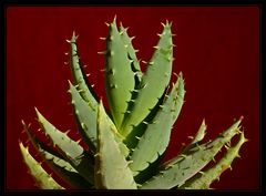 Aloe Vera