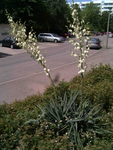 Aloe Vera