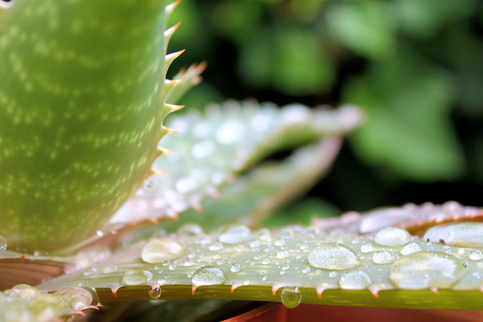 Aloe Vera