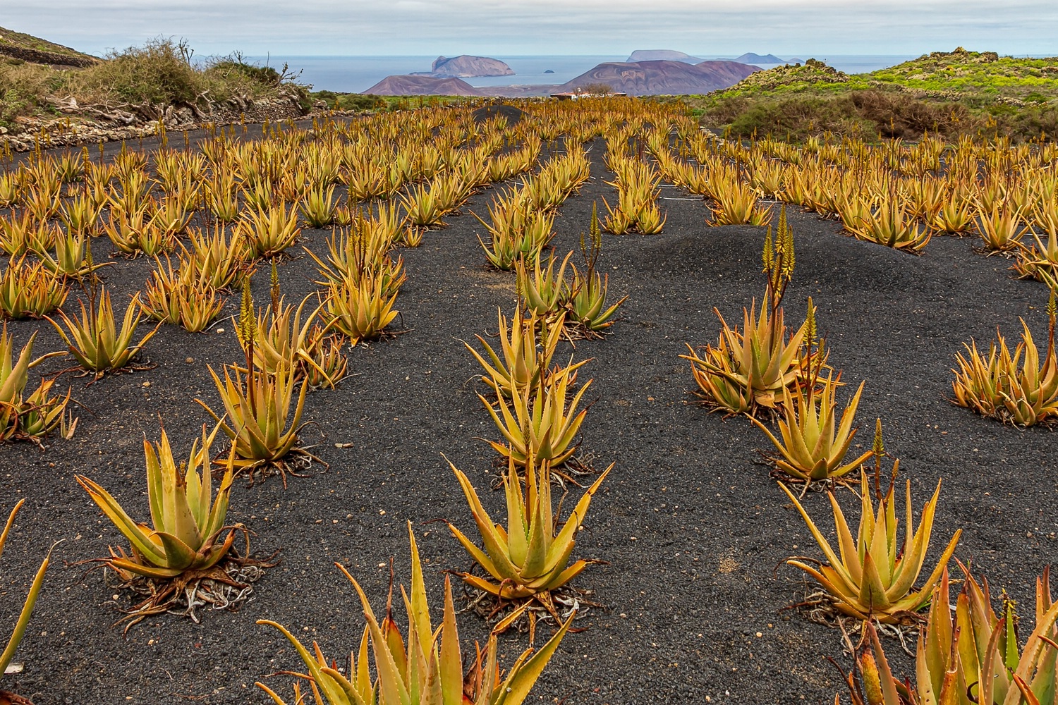 Aloe Vera Farm