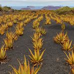 Aloe Vera Farm