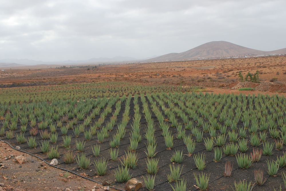 Aloe Vera Feld by Christina Domke 