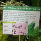 Aloe Vera gegen Bitcoin