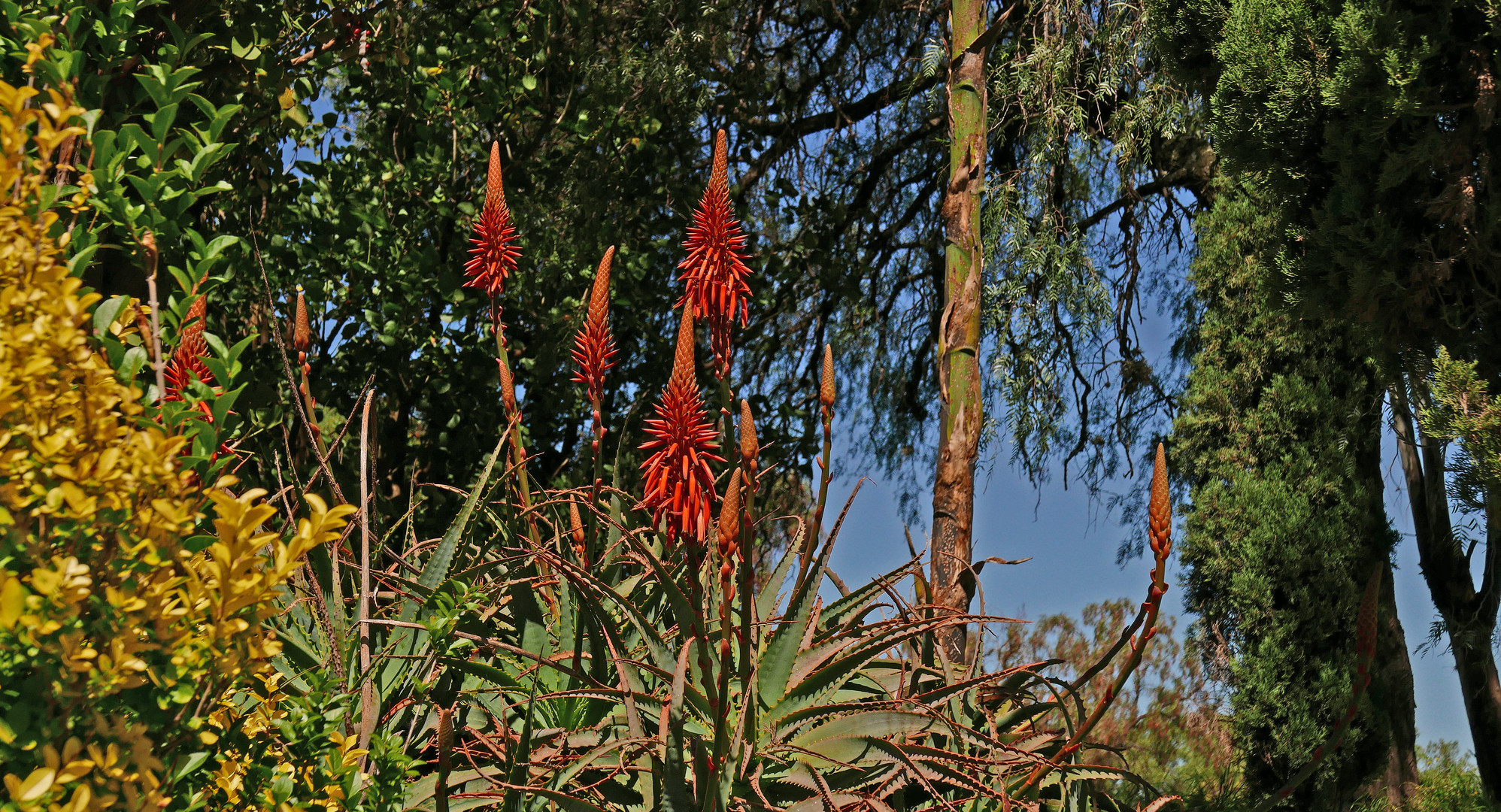 Aloe Vera in der Nähe von Teotihuacán