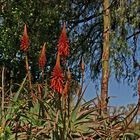 Aloe Vera in der Nähe von Teotihuacán