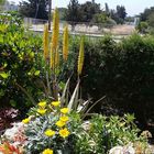 Aloe Vera in unserem Garten