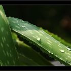 Aloe Vera mit Wassertropfen