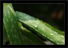 Aloe Vera mit Wassertropfen