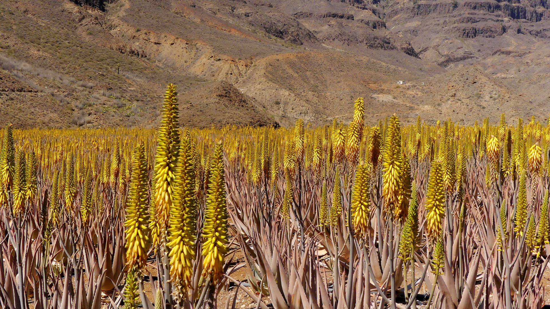 Aloe Vera - Plantage