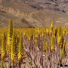 Aloe Vera - Plantage