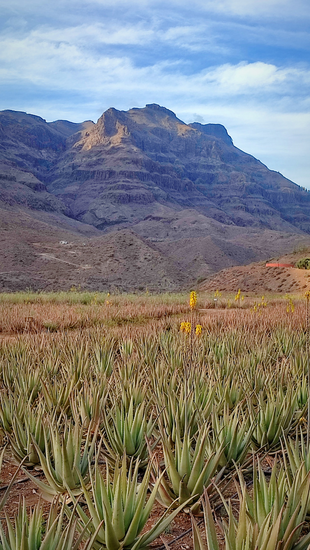 Aloe Vera Plantage