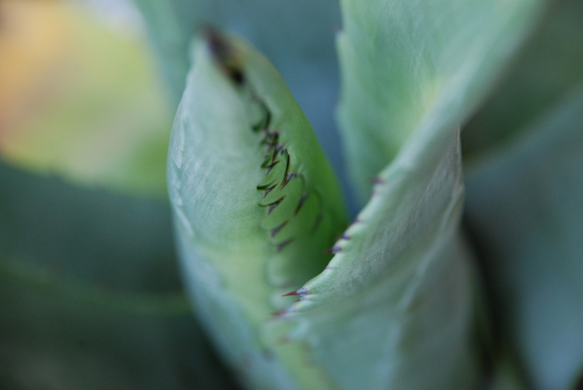 aloe vera stacheln