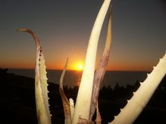 aloe vera Test