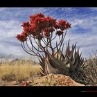 Aloe - Wüstenblume