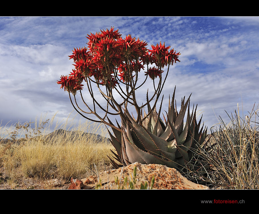 Aloe - Wüstenblume