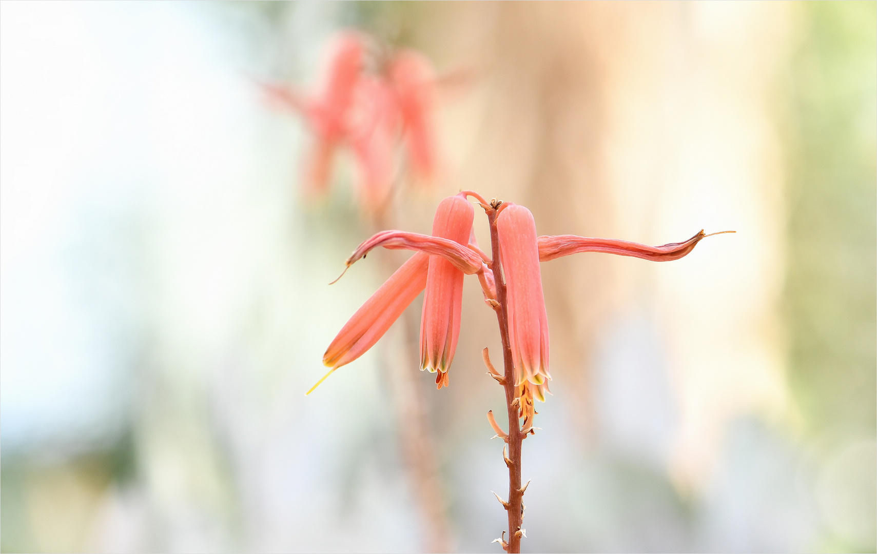 *Aloe°Blüten*