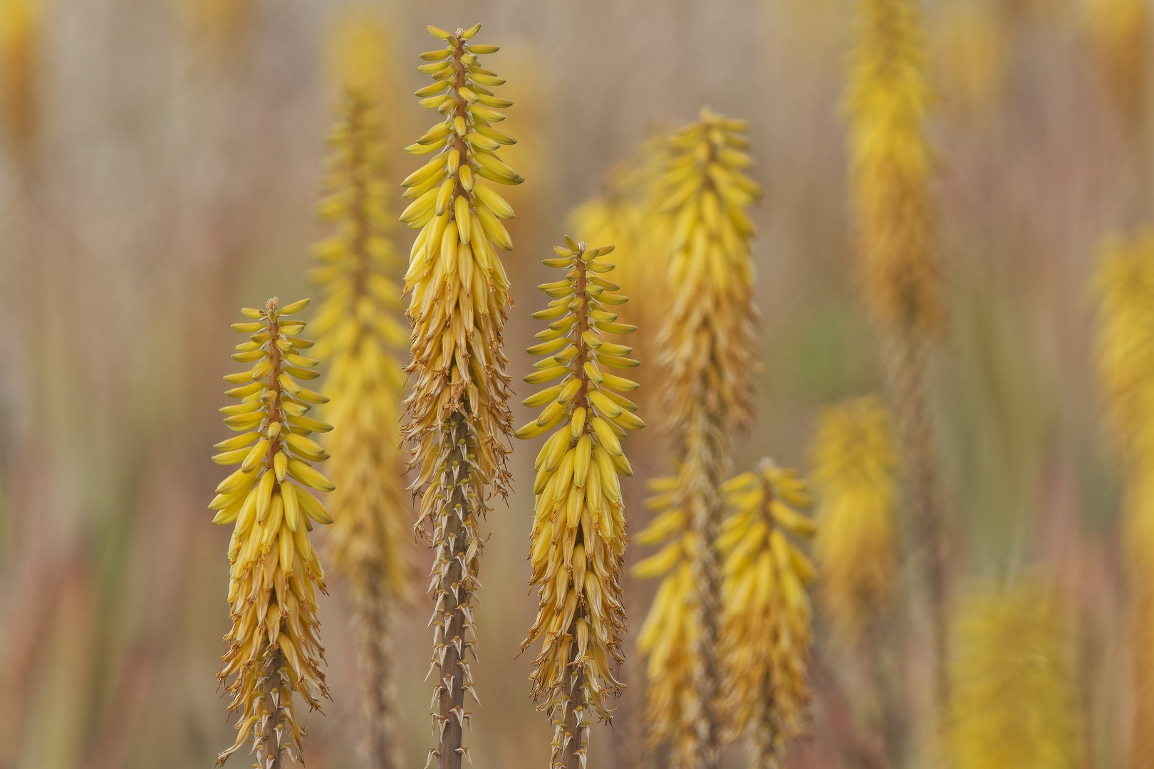 Aloeblüten auf einem großen Feld auf Kreta