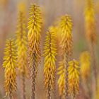 Aloeblüten auf einem großen Feld auf Kreta