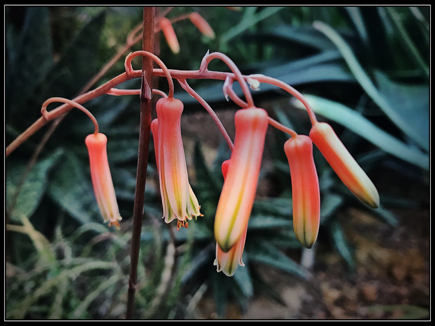 Aloeblüten farbig