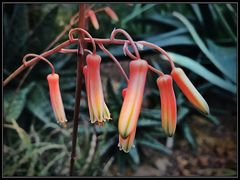 Aloeblüten farbig